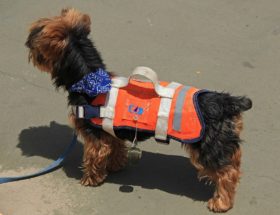 gilet de sauvetage pour chien