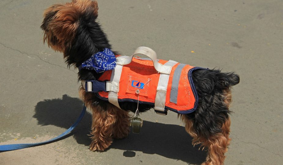 gilet de sauvetage pour chien