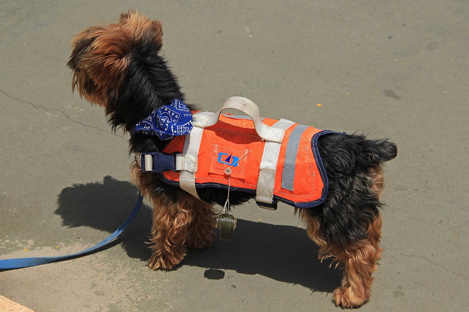 Yorkie life best sale vest