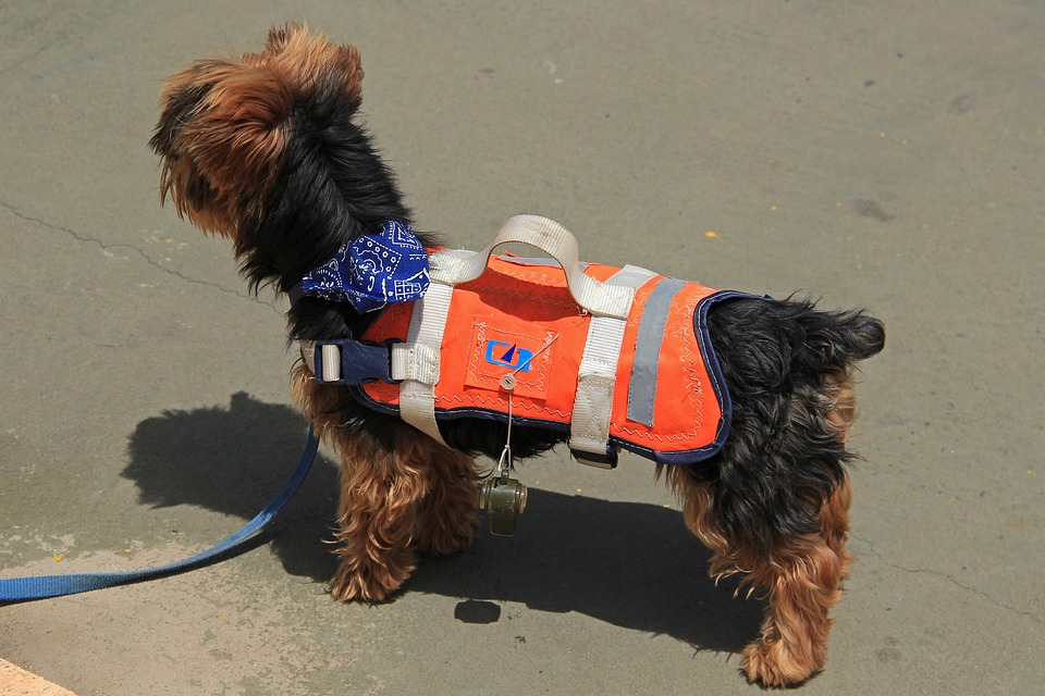 gilet de sauvetage pour chien