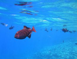 snorkeling