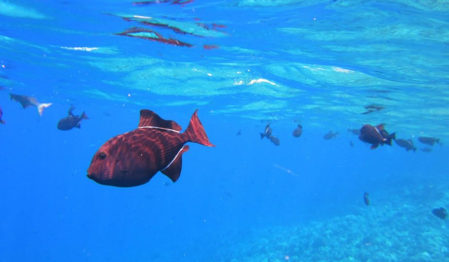 snorkeling