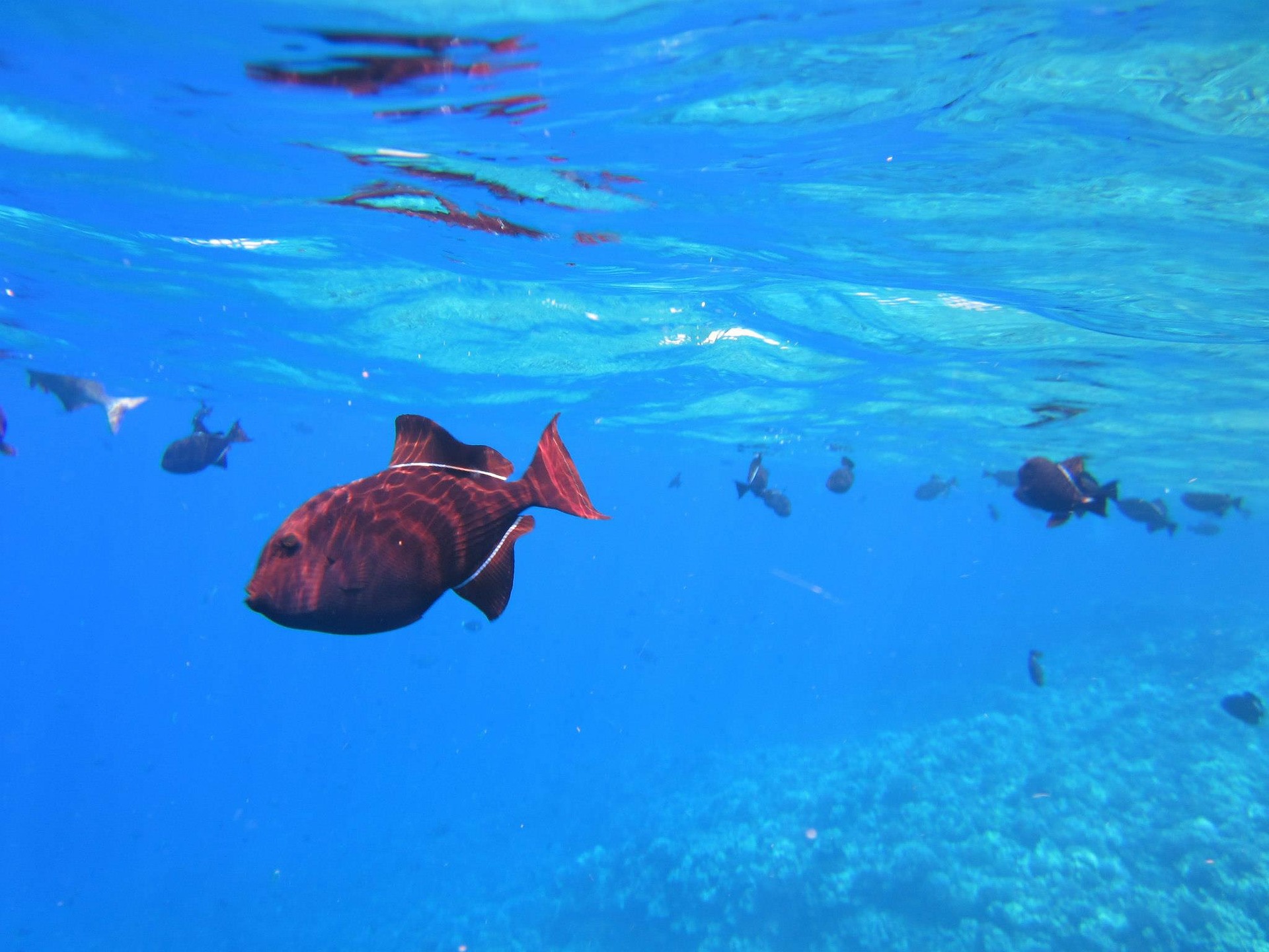 snorkeling